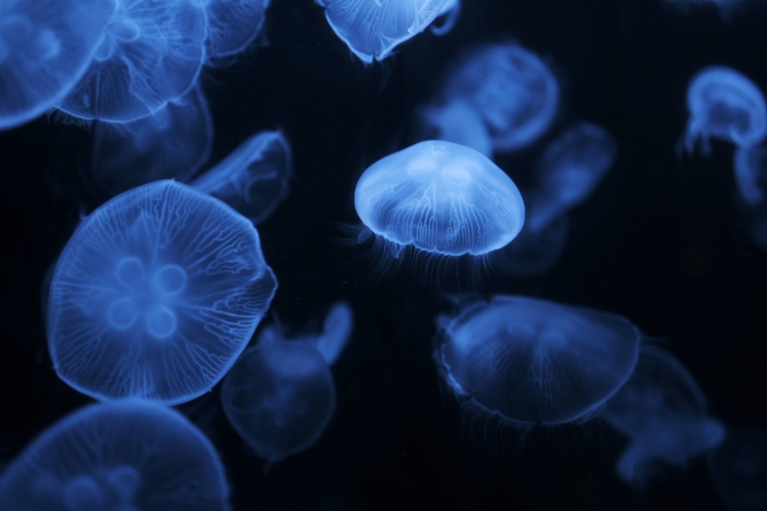 多只半透明水母在蓝色灯光中漂浮