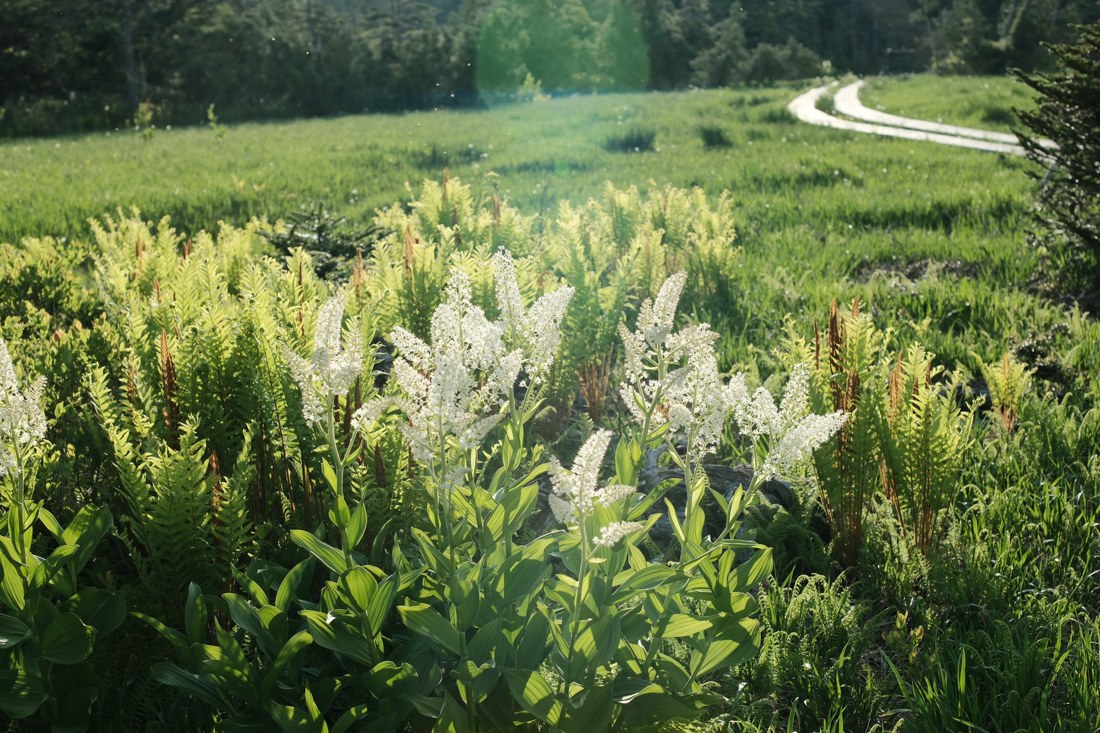 阳光照亮草地中的白色花朵，远处有蜿蜒的木栈道